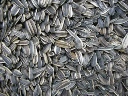 تصویر 3 از قیمت خرید تخمه با طعم پنیری + فروش استثنایی